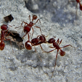 Harvester worker ants